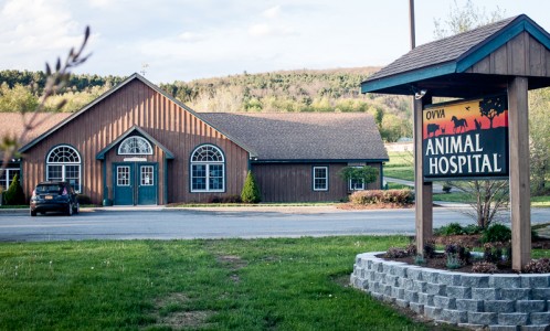 Logo for Valley Veterinary Associates