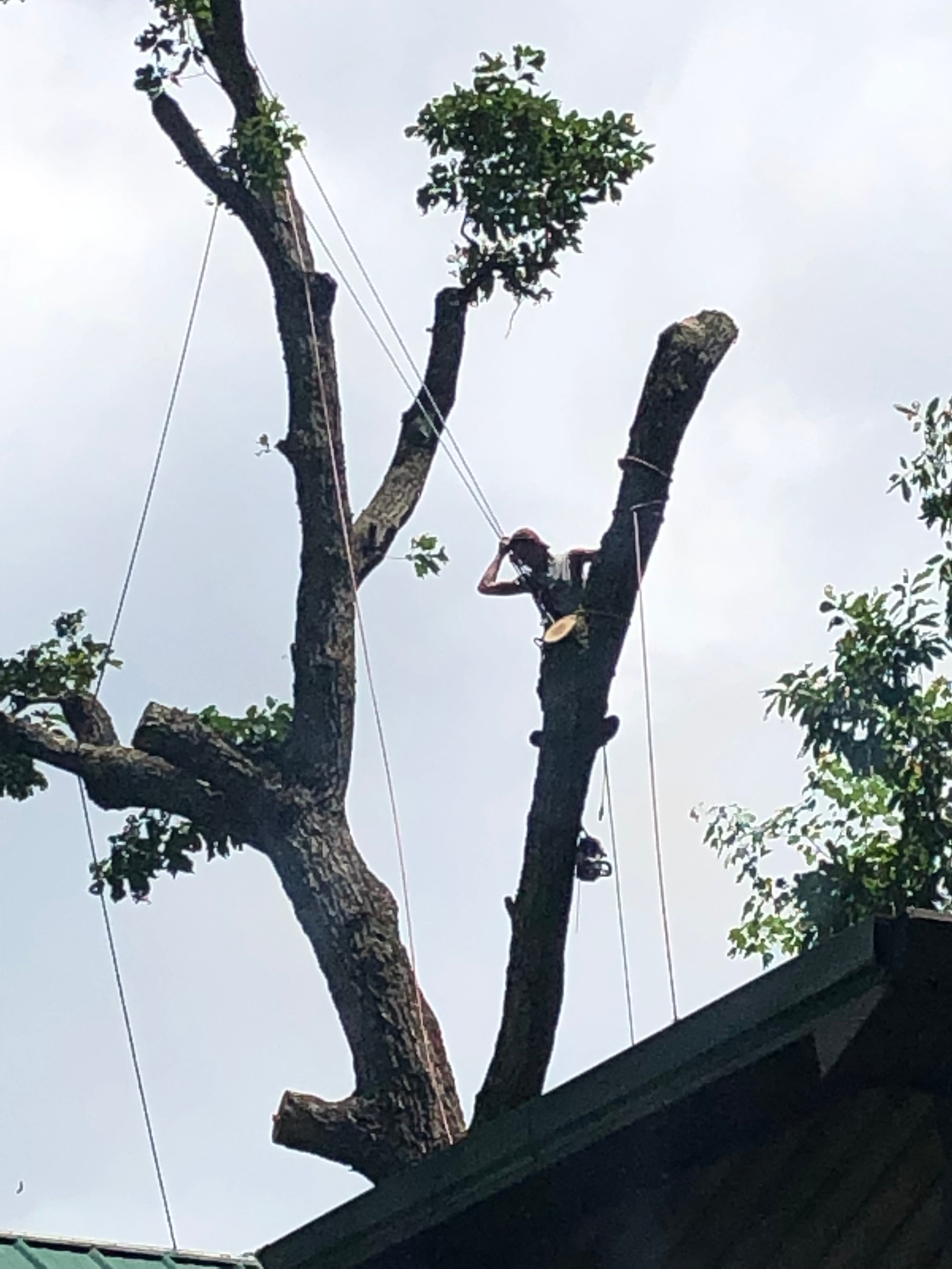 Top 10 Best Tree Removal Services In Knoxville Tn Angi Angie S List