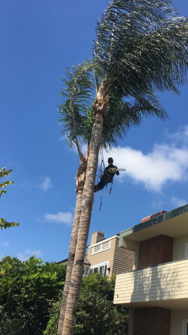 Avatar for REYNOSO TREE SERVICE