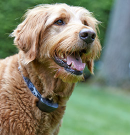 DogWatch of Delaware logo