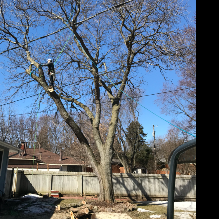 woodchuck tree service stillwater mn