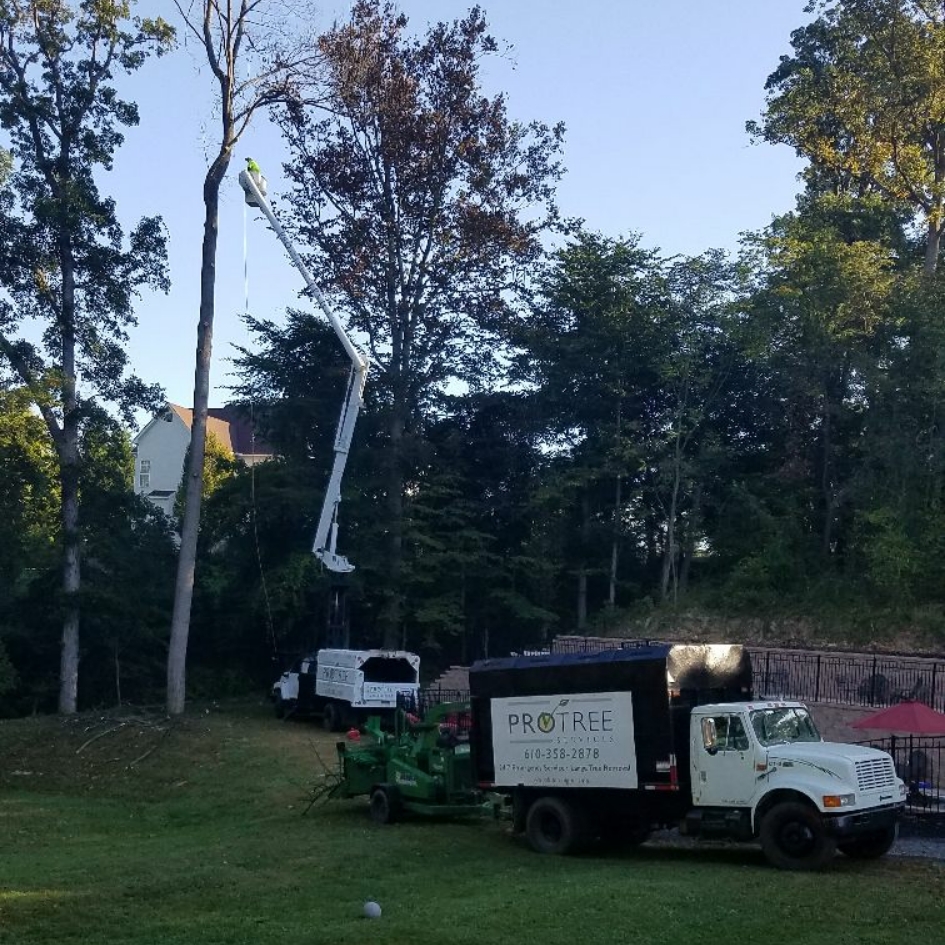 Avatar for Pro Tree Service LLC