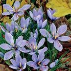 Avatar for Cleaning By Dave