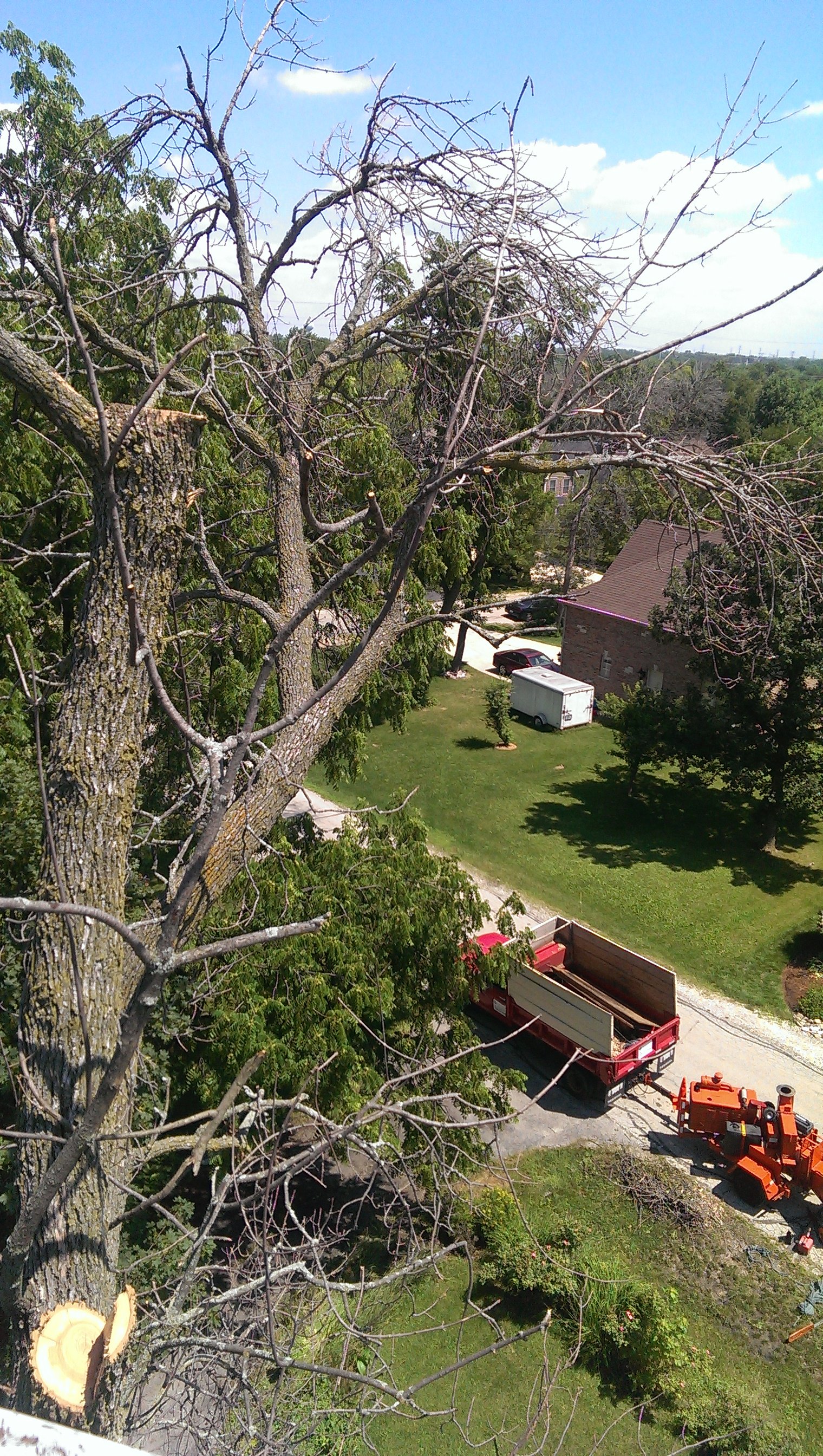 Avatar for CUTTERS TREE SERVICE