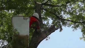 Avatar for BRETT'S TREE SVC