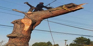 Avatar for Mels Tree Service