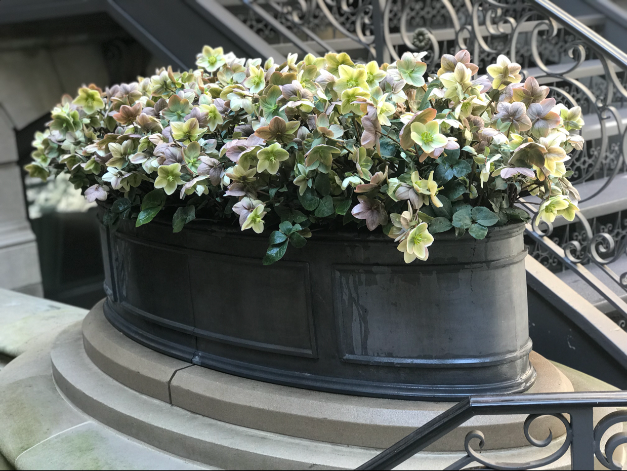 Avatar for Garden Gurus