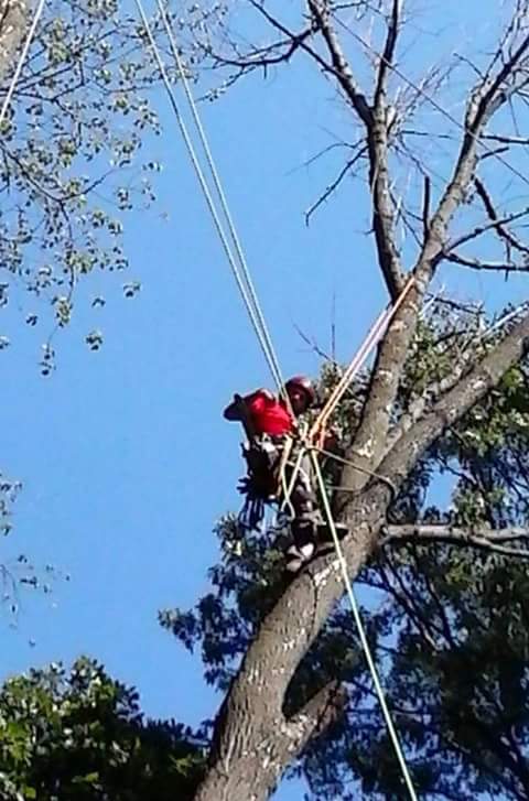 Avatar for Arboriculture Prestige Tree Experts