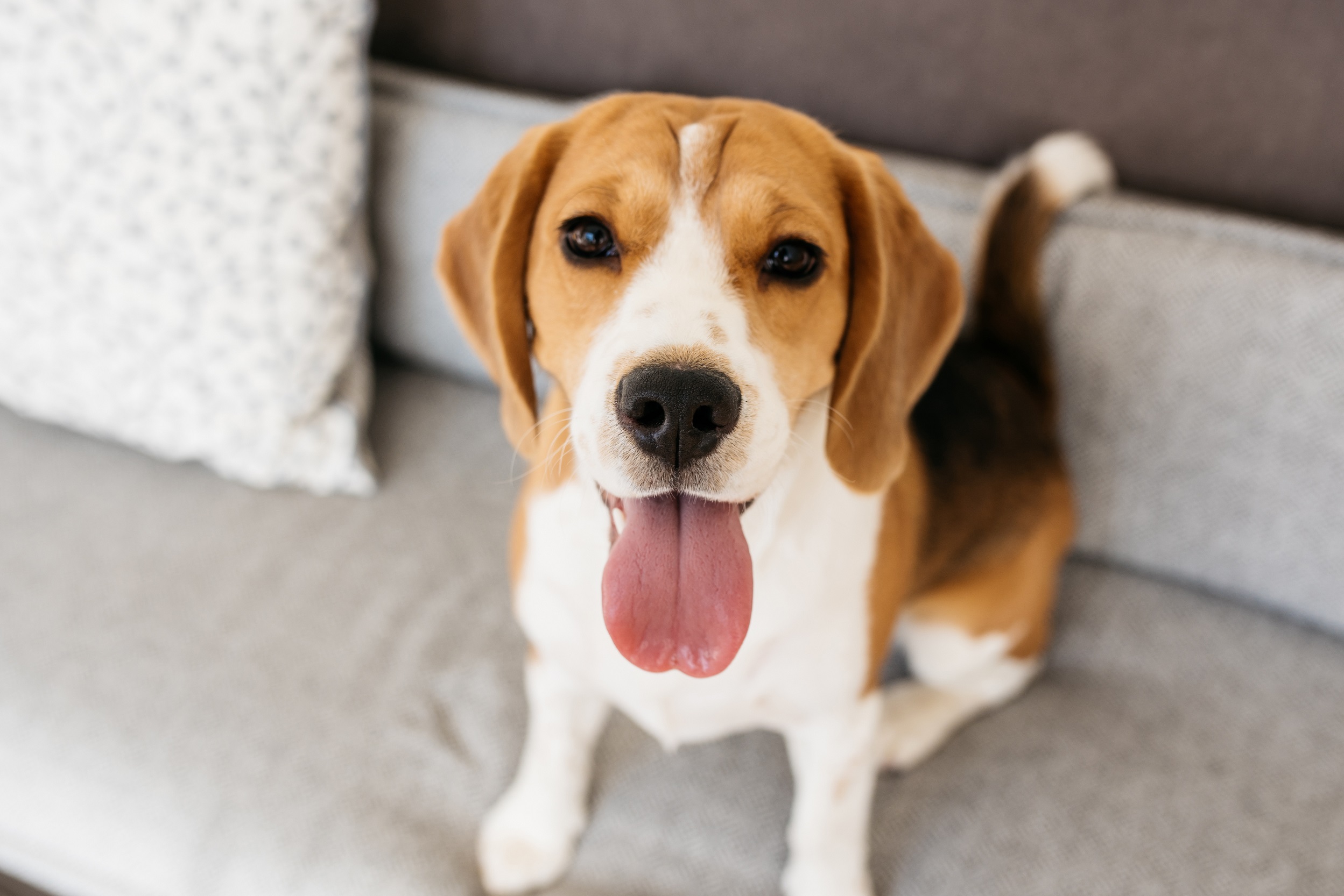 Peaceful Pathways For Pets, LLC logo