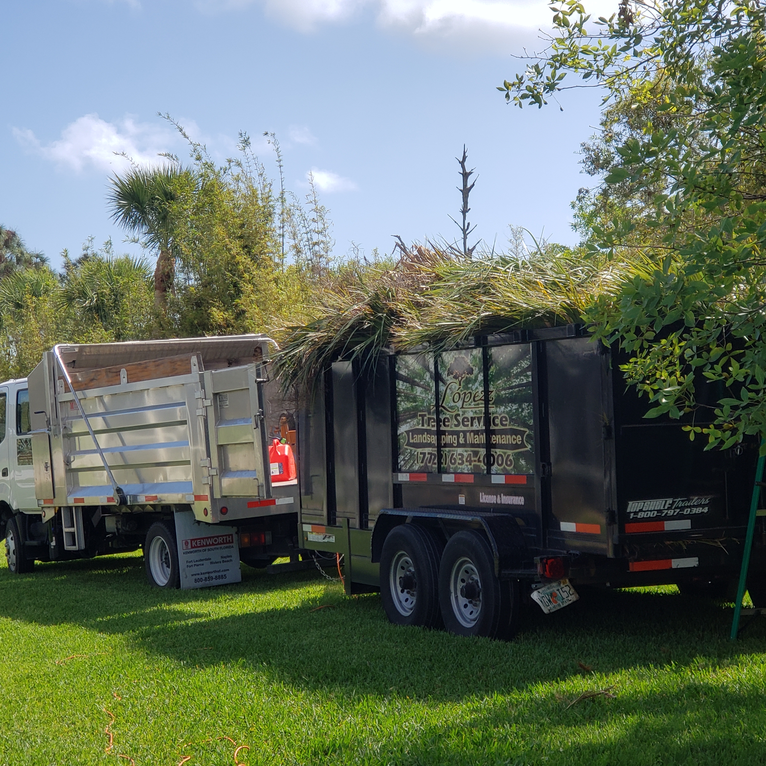 Tree Service in Melbourne Florida with Tree Removal, Sales and Installation