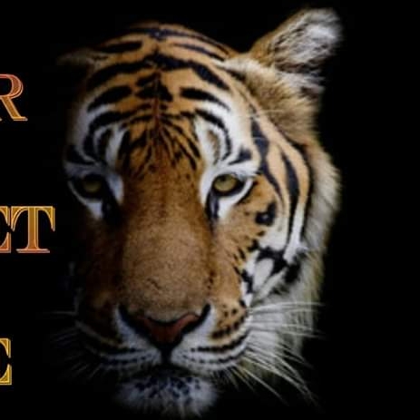 Avatar for Tiger Carpet Care
