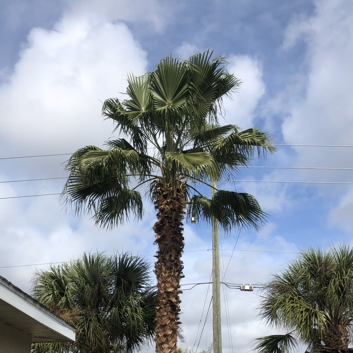 Jason & Son's Countreewide Tree Service LLC logo