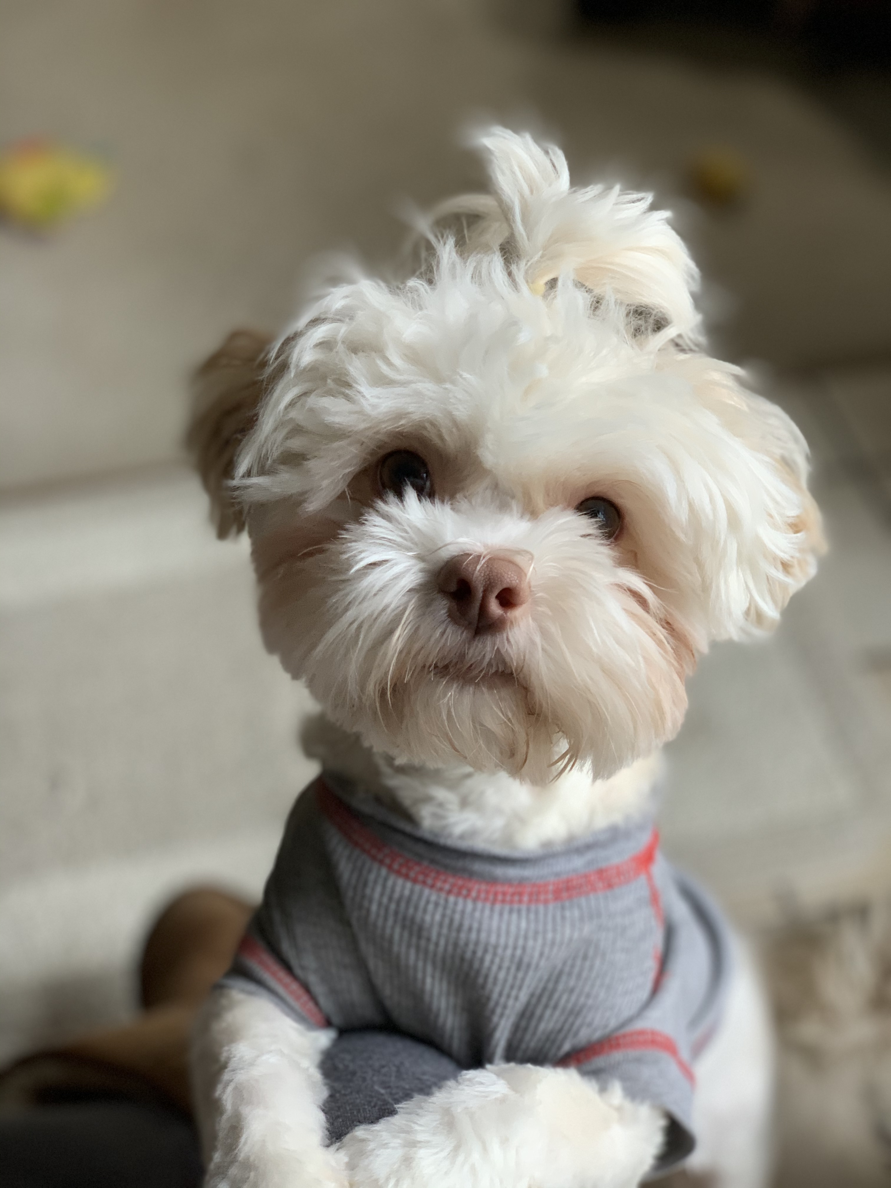 Wags to Whiskers Pet Sitting & Mobile Grooming  logo