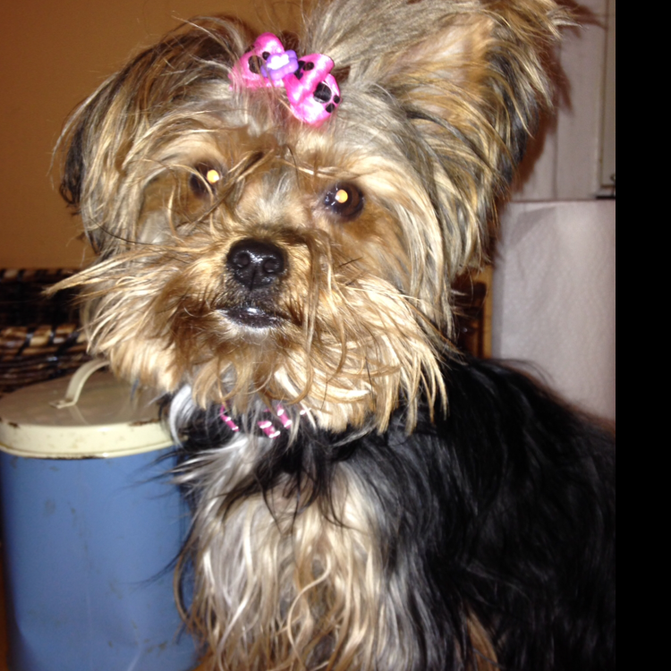 Avatar for Maria's Cleaning Service