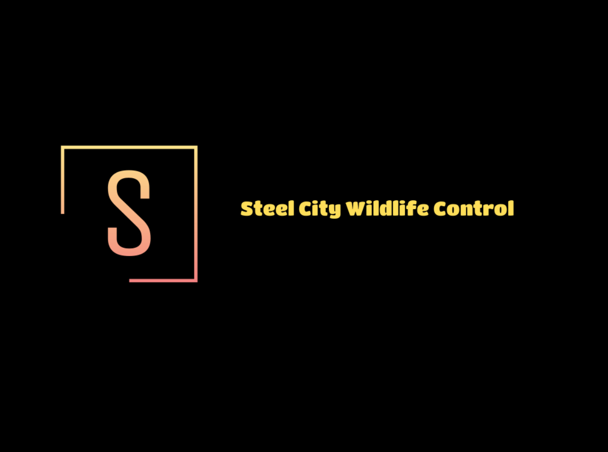 Avatar for Steel City Wildlife Control