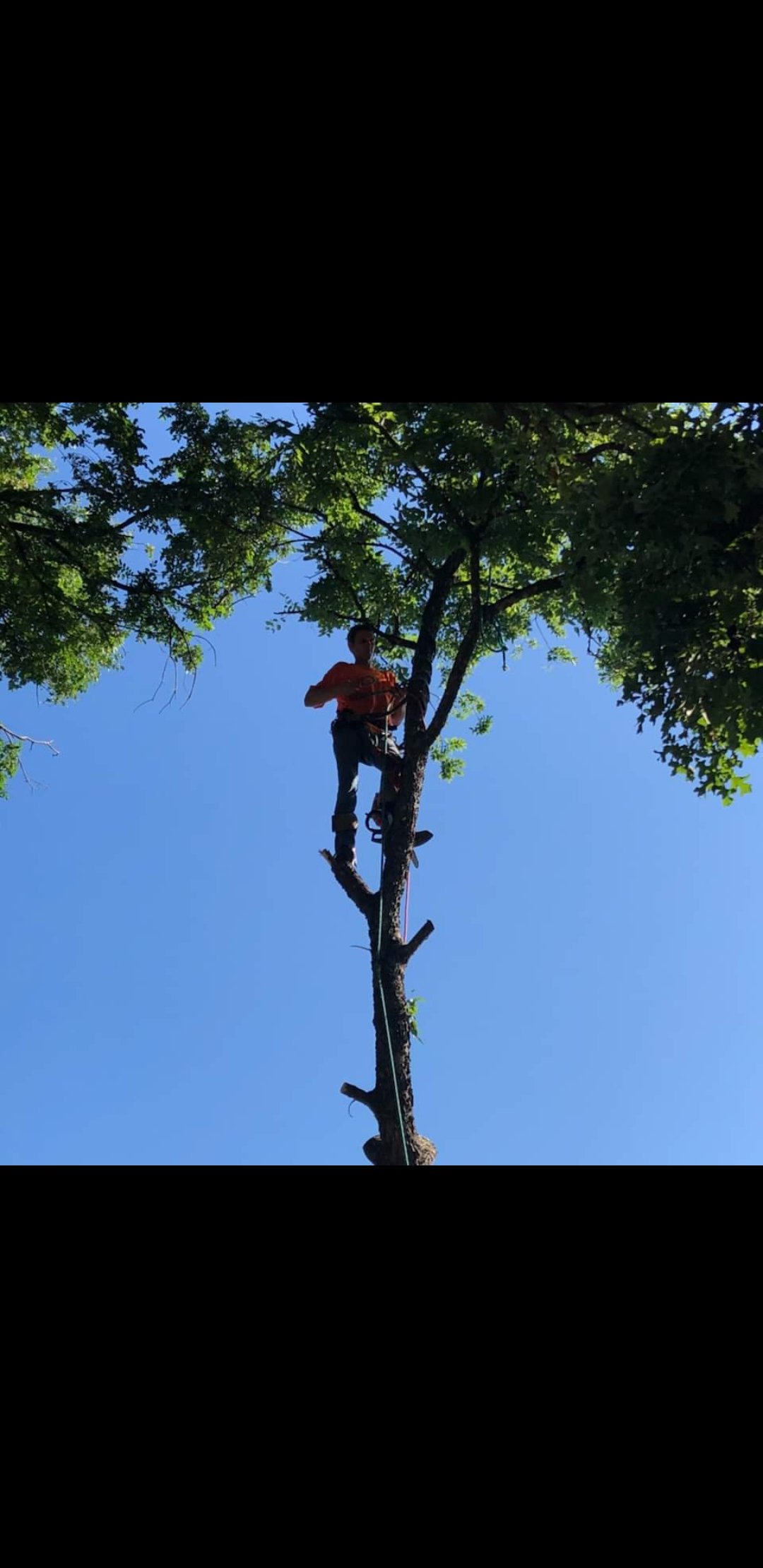 Logo for Rock Around Tree Service 